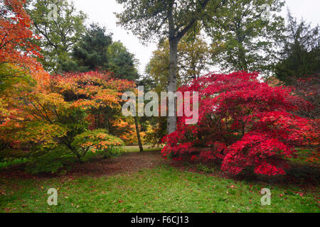 La Clairière Acer à Westonbirt Arboretum. Le Gloucestershire. L'Angleterre. UK. Banque D'Images