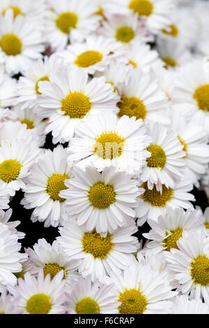 Chrysanthemum 'Ogmore Vale' fleurs. Banque D'Images