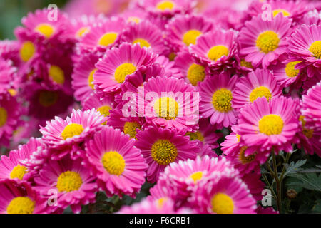 Chrysanthemum 'Gladys' fleurs. Banque D'Images