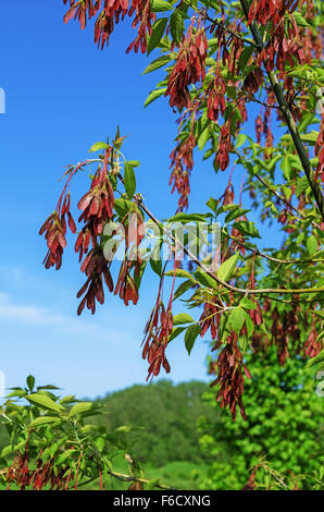 Jardin de printemps. Ashleaf maple seeds. Banque D'Images