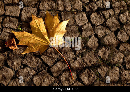 Pavés, clôture de fer les ombres et une feuille morte. De l'automne et le magnifique écran a transformé en feuilles mortes. Banque D'Images