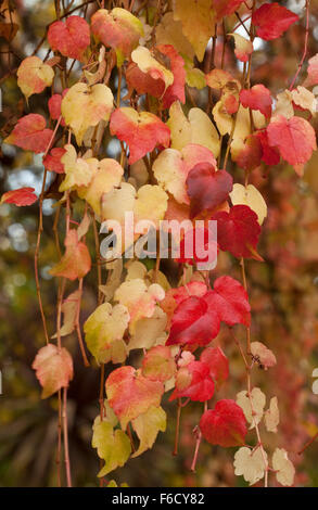 Coeurs rouges. Cette couleur est l'automne vigne ornementale dans différents tons de jaune et rouge. La forme de coeur feuilles sont confuses. Banque D'Images
