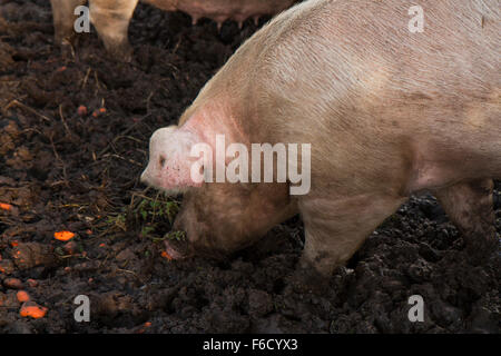 Vie de cochon dans la boue de manger en plein air Banque D'Images