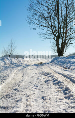 Route enneigée avec arbres et ciel bleu Banque D'Images