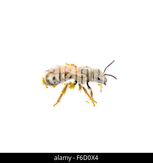 Insecte noir à rayures jaune isolé sur fond blanc Banque D'Images