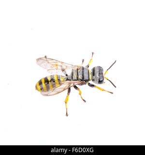 Insecte noir à rayures jaune isolé sur fond blanc Banque D'Images