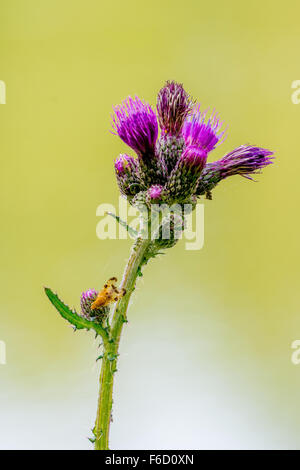 Fly jaune assis sur une fleur de chardon violet Banque D'Images