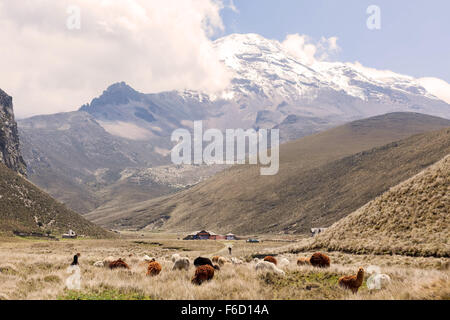 Troupeau de lamas le pâturage dans le Parc National de Chimborazo, Amérique du Sud Banque D'Images