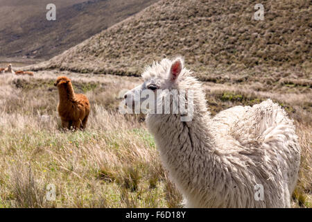 Close Up of beau Llama Dans Chimborazo Parc National, l'Amérique du Sud Banque D'Images