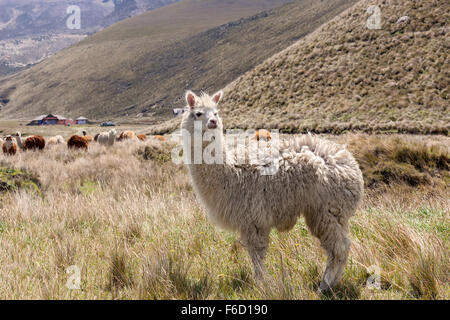 Portrait d'un lama dans Chimborazo Parc National, l'Amérique du Sud Banque D'Images