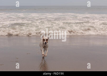 Jack Russell Terrier tourne à plein régime sur la plage Banque D'Images