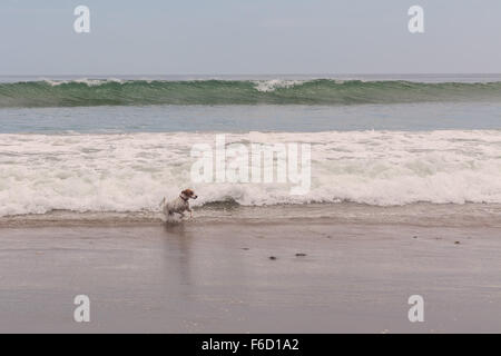 Petite femelle Parson Russell Terrier en marche le long du littoral Banque D'Images