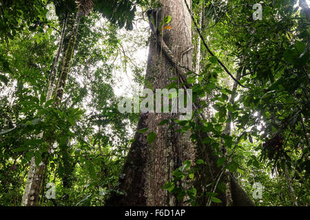 Ceiba est le nom d'un genre de nombreuses espèces de grands arbres trouvés dans les régions tropicales, en Amérique du Sud Banque D'Images