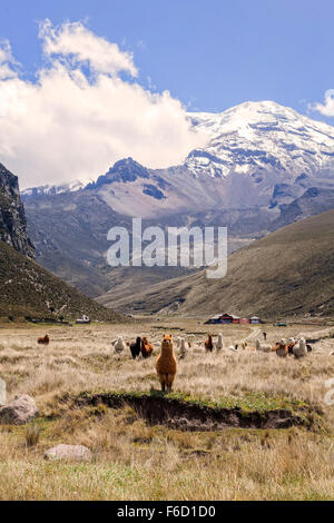 Troupeau de lamas, Parc national du Chimborazo, Équateur, Amérique du Sud Banque D'Images