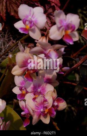 Vanda Miss Joaquim orchidée, fleur nationale de Singapour. Banque D'Images