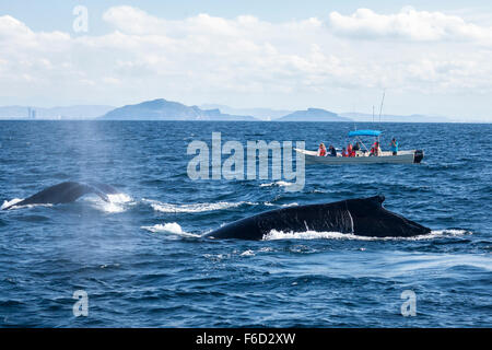 Un bateau de touristes observer les baleines à bosse au large de la côte de Mazatlán, Sinaloa, Mexique. Banque D'Images