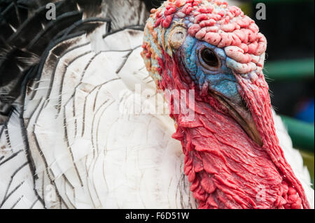 Un rouge, blanc et bleu de la Turquie, l'icône de l'American de Thanksgiving. USA. Banque D'Images