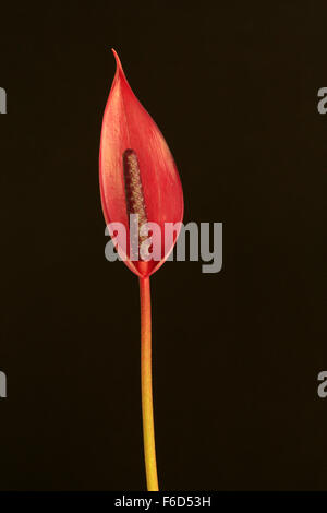 Une seule belle arche anthurium fleur sur fond marron foncé Banque D'Images