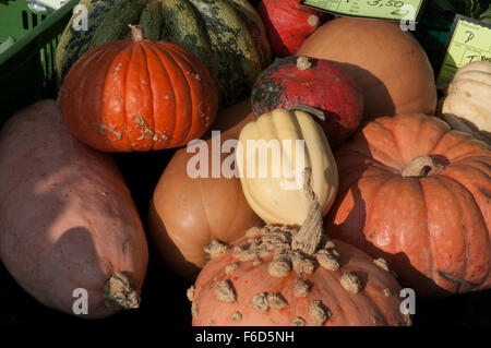 Produits biologiques pumpkins affiché dans le marché en Markt, Leipzig, Allemagne Banque D'Images