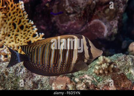 Mer Rouge sailfin tang ou Desjardin's sailfin tang (Zebrasoma desjardinii), Acanthuridae, Sharm el Sheikh, Mer Rouge, Egypte Banque D'Images