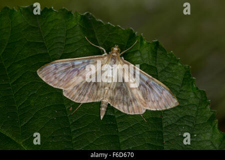 Mère de Pearl, Nesselzünsler Nessel-Zünsler Pleuroptya ruralis,,, Syllepta Pleuroptya ruralis, verticalis, Zünsler, famille des Banque D'Images