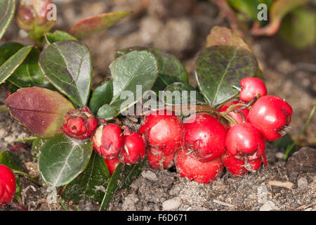 Checcurberry teaberry, Orientale, boxberry Scheinbeere, fruits, Altbirkwitz, Wintergrün, Frucht, Früchte, Gaultheria procumbens Banque D'Images