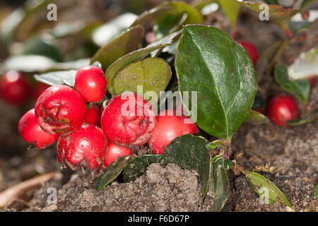 Checcurberry teaberry, Orientale, boxberry Scheinbeere, fruits, Altbirkwitz, Wintergrün, Frucht, Früchte, Gaultheria procumbens Banque D'Images