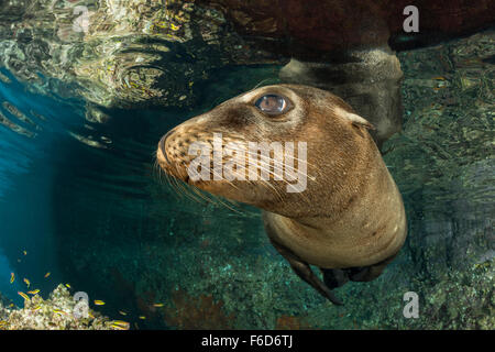 Lion de mer de Californie, Zalophus californianus, La Paz, Baja California Sur, Mexique Banque D'Images