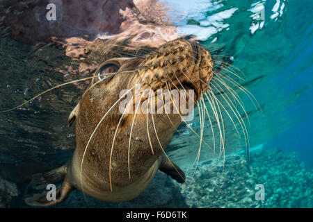 Lion de mer de Californie, Zalophus californianus, La Paz, Baja California Sur, Mexique Banque D'Images