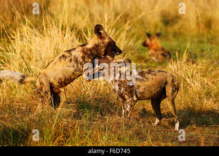 Image sociabilisation des chiens sauvages d'Afrique belle espièglerie chiens. Ils sont le plus de succès en Afrique prédateur clé Banque D'Images