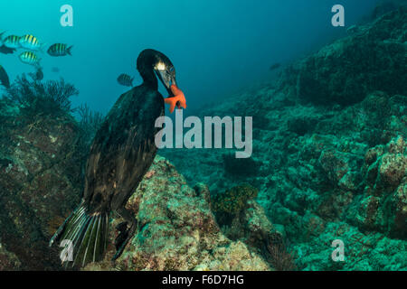 Brandts, poissons capturés Cormorant Phalacrocorax penicillatus, La Paz, Baja California Sur, Mexique Banque D'Images