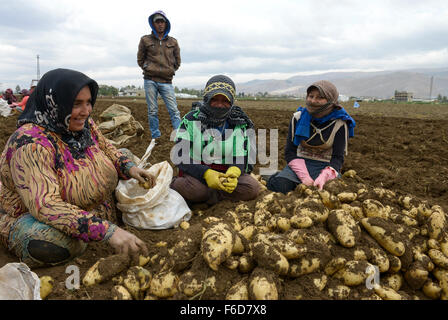 Liban Baalbek dans la vallée de la Bekaa, les réfugiés syriens travaillent comme travailleurs saisonal sur les fermes d'agriculteurs libanais, récolte de pommes de terre Banque D'Images