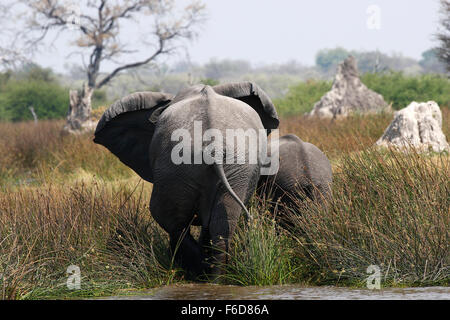 Les éléphants sont les plus gros animaux terrestres dans le monde. Calme et élégant et très solide Banque D'Images