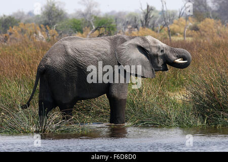 Les éléphants sont les plus gros animaux terrestres dans le monde. Calme et élégant et très solide Banque D'Images