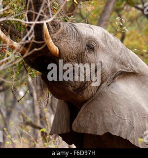 Les éléphants sont les plus gros animaux terrestres dans le monde. Calme et élégant et très solide Banque D'Images