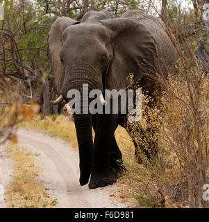 Les éléphants sont les plus gros animaux terrestres dans le monde. Calme et élégant et très solide Banque D'Images