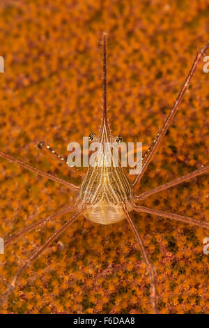 Crabe Flèche Yellowline, Stenorhynchus seticornis, La Paz, Baja California Sur, Mexique Banque D'Images