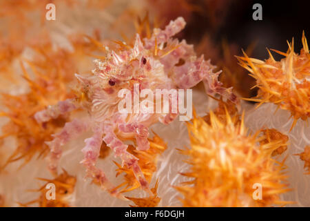 Crabe Hoplophrys coraux mous, oatesii, Alor, Indonésie Banque D'Images