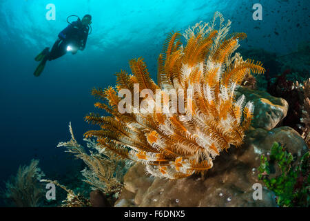 Feather Star dans les récifs coralliens, Oxycomanthus bennetti, Alor, Indonésie Banque D'Images