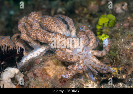 Nudibranche à énergie solaire, Phyllodesmium, longicirrum Alor, Indonésie Banque D'Images