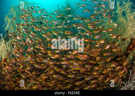 Banc de pigmy Sweeper, Parapriacanthus ransonneti, Komodo, Indonésie Banque D'Images