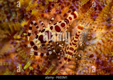 Coleman dans le feu de la crevette Periclimenes colemani, oursin, Komodo, Indonésie Banque D'Images