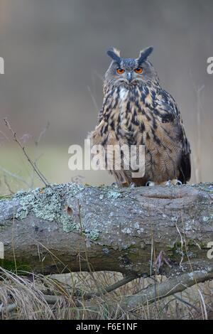 Grand-duc (Bubo bubo), perché sur des femelles adultes, journal du Parc National de Sumava, en Bohême, République Tchèque Banque D'Images