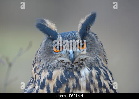 Grand-duc (Bubo bubo), femelle adulte, portrait, Parc National de Sumava, en Bohême, République Tchèque Banque D'Images