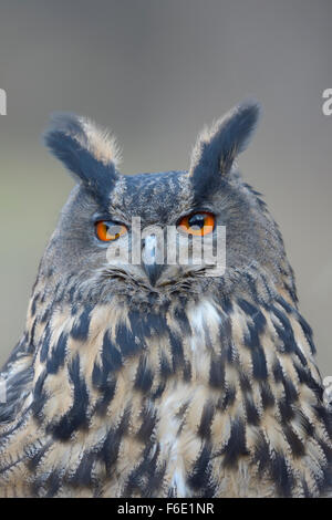 Grand-duc (Bubo bubo), femelle adulte, portrait, Parc National de Sumava, en Bohême, République Tchèque Banque D'Images