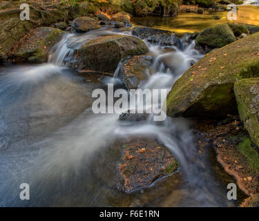 River Vydra, mousse recouverte de pierres, Parc National de Sumava, en Bohême, République Tchèque Banque D'Images