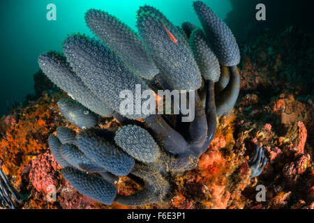 Blue Sea Squirt colonie, Nephtheis blue morph, Komodo, Indonésie Banque D'Images