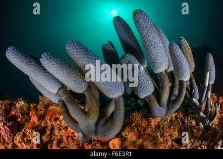 Blue Sea Squirt colonie, Nephtheis blue morph, Komodo, Indonésie Banque D'Images