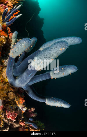 Blue Sea Squirt colonie, Nephtheis blue morph, Komodo, Indonésie Banque D'Images