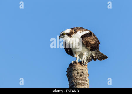 Balbuzard pêcheur (Pandion haliaetus carolinensis) perché sur le tronc de palmier, Everglades, Florida, USA Banque D'Images